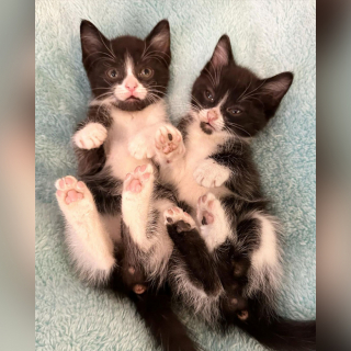 Illustration de l'article : Considéré comme « trop affectueux », ce chat est de retour au refuge et espère trouver rapidement sa nouvelle famille