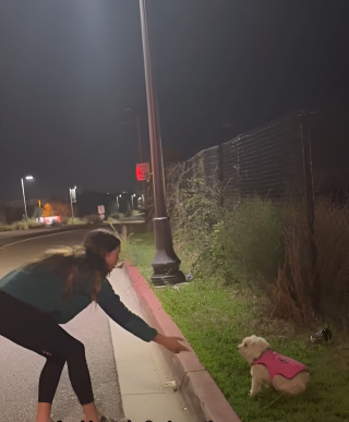 Illustration de l'article : La mobilisation touchante des internautes pour retrouver les propriétaires d’une chienne perdue (vidéo)