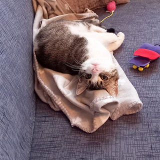 Illustration de l'article : En rencontrant un chaton abandonné sur son chemin, une femme ne peut que croire au destin