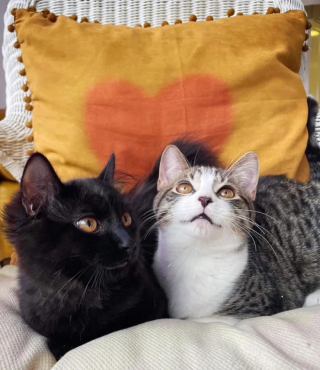 Illustration de l'article : En territoire bienveillant, deux chatons sollicitent l’aide d’une femme attentive à la cause féline