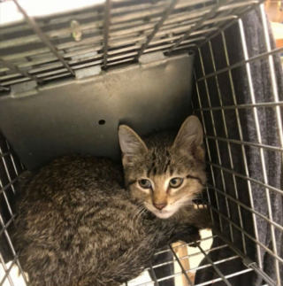 Illustration de l'article : Les employés d’un magasin se mobilisent aux côtés d’autres professionnels pour venir en aide à un félin prisonnier d’une bouche d’égout