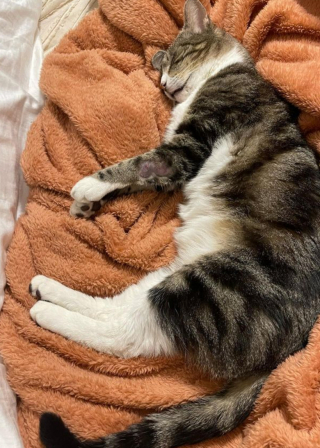 Illustration de l'article : Lucky, le félin sauvé des griffes du froid par une amoureuse des chats