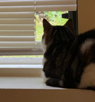 Illustration de l'article : Souhaitant avoir un œil sur l’extérieur, ce chat découpe le store de ses maîtres pour se créer une fenêtre sur-mesure