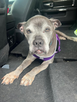 Illustration de l'article : Un chien &acirc;g&eacute; et malade coche toutes les cases de sa liste d&rsquo;aventures avant de rejoindre les anges