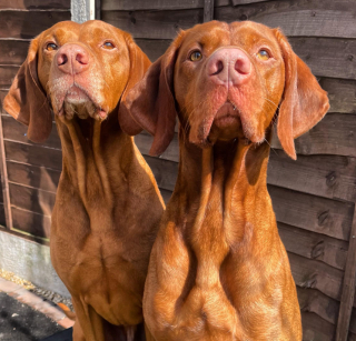 Illustration de l'article : Chaque semaine, 2 chiens attendent avec impatience l’arrivée des éboueurs pour un adorable rituel (vidéo)