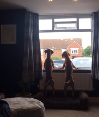 Illustration de l'article : Chaque semaine, 2 chiens attendent avec impatience l’arrivée des éboueurs pour un adorable rituel (vidéo)