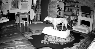 Illustration de l'article : L’intelligence stupéfiante d’une chienne se construisant un lit confortable en l’absence de ses maîtres (vidéo)