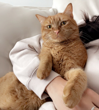 Illustration de l'article : D&egrave;s que le vent se l&egrave;ve, le minois de ce chat se transforme totalement