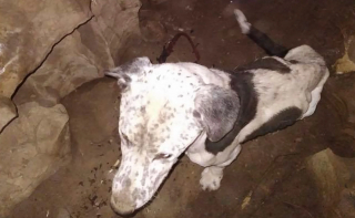 Illustration de l'article : L’exploration d’une grotte prend une tout autre tournure quand des randonneurs découvrent un chien perdu