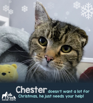 Illustration de l'article : Un chat contraint d’être amputé à cause de la négligence de ses maîtres