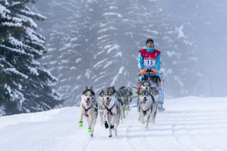 Illustration de l'article : L'acteur majeur du mushing en France, Jean Combazard, vise l'inclusion des personnes handicapées