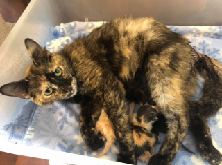 Illustration de l'article : Ils passent devant un bloc de glace en voiture et remarquent 2 yeux brillants à l’intérieur