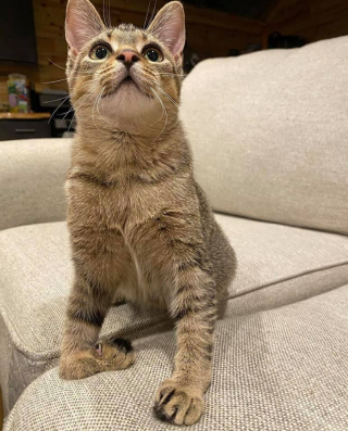 Illustration de l'article : Une chatonne aux multiples maladies développe des compétences remarquables