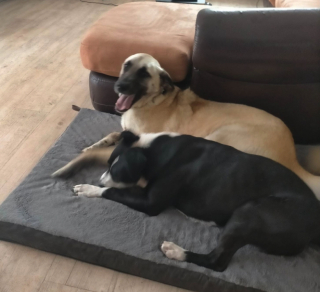 Illustration de l'article : Essuyant &eacute;chec sur &eacute;chec, ce chien ne parvient pas &agrave; trouver sa famille pour la vie