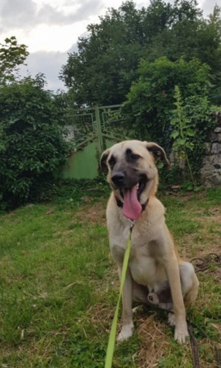 Illustration de l'article : Essuyant &eacute;chec sur &eacute;chec, ce chien ne parvient pas &agrave; trouver sa famille pour la vie