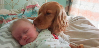 Illustration de l'article : Ce chien a &eacute;t&eacute; d&rsquo;une grande aide dans la vie d&rsquo;une petite fille, l&rsquo;accompagnant m&ecirc;me lors de ses premiers pas