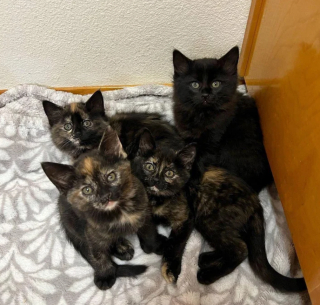 Illustration de l'article : Les traumatismes d&rsquo;une famille de chats en disent long sur leur pass&eacute; avec leurs anciens propri&eacute;taires