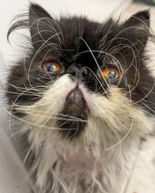 Illustration de l'article : Un chat errant mal-en-point et esseulé implore l’aide des passants pour sortir de sa misère