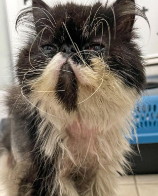 Illustration de l'article : Un chat errant mal-en-point et esseulé implore l’aide des passants pour sortir de sa misère