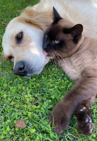 Illustration de l'article : Ce chat sait comment s&rsquo;y prendre pour apaiser les chiots en train de pleurer (vid&eacute;o)