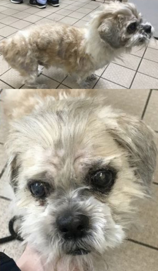 Illustration de l'article : La propre fourrure d’un chien devient son plus lourd fardeau et finit par l’handicaper