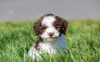 Illustration de l'article : Il achète son chien à 2 300 euros et ce dernier lui rapporte le triple en déterrant un trésor