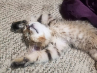 Illustration de l'article : Les minutes sont comptées pour secourir une chatte cachée dans un trou avant l’arrivée d’une tempête 