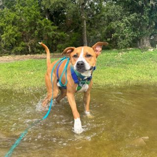 Illustration de l'article : Ce chien aime tellement sa grand-mère qu’il la voit partout (vidéo)