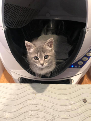 Illustration de l'article : Une chatonne paraplégique surprend ses bienfaiteurs quelques jours seulement après son sauvetage