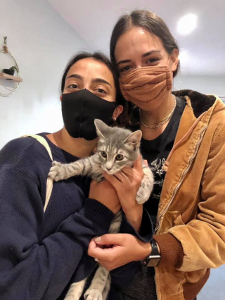 Illustration de l'article : Une chatonne paraplégique surprend ses bienfaiteurs quelques jours seulement après son sauvetage