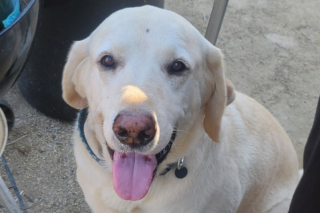 Illustration de l'article : Le sacrifice de ce Labrador pour sauver son maître est une immense preuve de loyauté