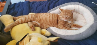 Illustration de l'article : Alors qu’il s’apprêtait à rencontrer sa nouvelle famille, un chat errant a dû être hospitalisé en urgence