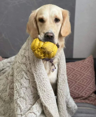 Illustration de l'article : Just For Pets, l'entreprise pionnière à mission en France ou quand le bien-être des animaux de compagnie rime avec responsabilité sociale