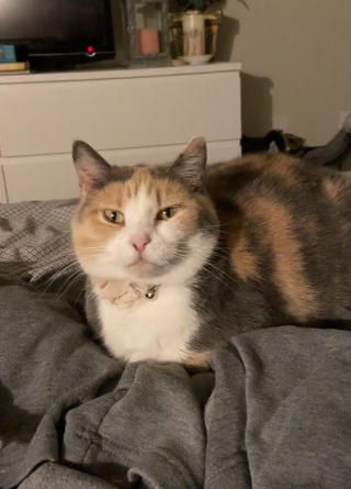 Illustration de l'article : Une chatte n’ayant jamais connu le confort s’allonge dans son propre panier pour la première fois (vidéo)