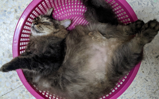 Illustration de l'article : Ce chat suit son maître partout, notamment lorsqu’il se rend au parc