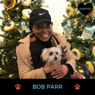 Illustration de l'article : Les internautes attristés face aux images de Bob, le seul chien n’ayant suscité aucun intérêt lors d'un événement d’adoption (vidéo)