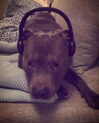 Illustration de l'article : Secourue par un Pitbull, une femme revoit son jugement sur cette race de chien visée par de nombreux préjugés