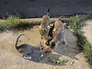 Illustration de l'article : Une chatte errante aveugle apprend à baisser sa garde à l’aide d’un homme au grand cœur