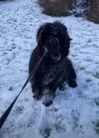 Illustration de l'article : Quand ce grand chien a décidé de n’en faire qu’à sa tête, il donne du fil à retordre à son propriétaire