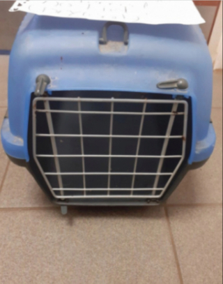 Illustration de l'article : Abandonnée à proximité d’une station-service, cette chatte reste marquée par l’expérience bouleversante vécue