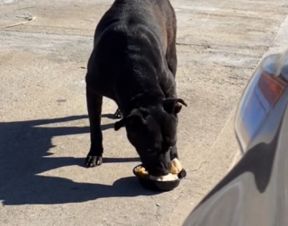Illustration de l'article : Une chienne errante et enceinte a cess&eacute; de se battre, alors un couple bienveillant a d&eacute;cid&eacute; de prendre le relais