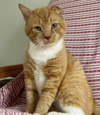 Illustration de l'article : Découvert sévèrement blessé, ce chat n’en avait pas fini avec la vie et l’a prouvé