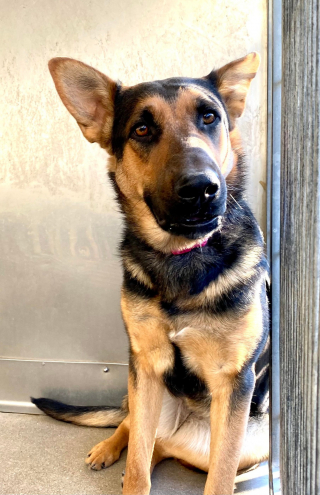 Illustration de l'article : En manque d’affection, une chienne abandonnée au refuge trouve un moyen touchant d’attirer l’attention des adoptants