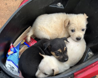 Illustration de l'article : En suivant des cris inquiétants, un homme découvre la présence de 3 chiots orphelins effrayés au milieu d’un terrain vague