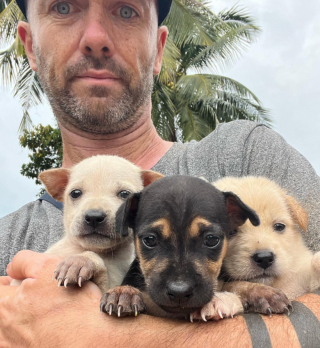 Illustration de l'article : En suivant des cris inquiétants, un homme découvre la présence de 3 chiots orphelins effrayés au milieu d’un terrain vague