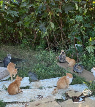 Illustration de l'article : Un appel à la mobilisation lancée par un sexagénaire qui utilise son temps et son argent pour aider des chats