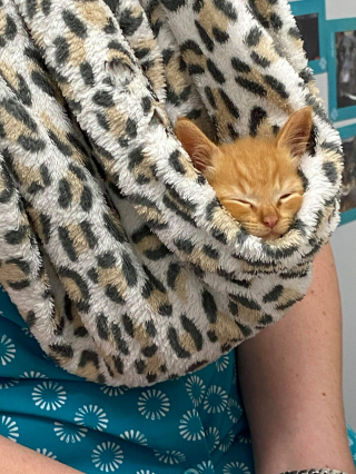 Illustration de l'article : Mobilisation g&eacute;n&eacute;rale pour sauver Mufasa, un chaton qui s&rsquo;est mis en danger parce qu&rsquo;il n&rsquo;avait nulle part o&ugrave; aller