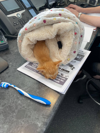 Illustration de l'article : Mobilisation g&eacute;n&eacute;rale pour sauver Mufasa, un chaton qui s&rsquo;est mis en danger parce qu&rsquo;il n&rsquo;avait nulle part o&ugrave; aller