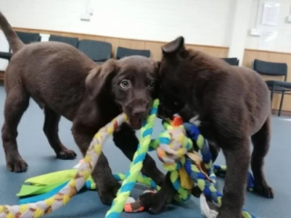 Illustration de l'article : Le propriétaire de 2 chiots enfermés dans une voiture pendant 24 heures se volatilise 