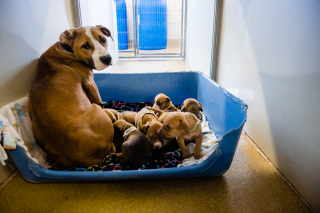 Illustration de l'article : Un voisin avait toutes les raisons de s’inquiéter en signalant la présence d’une chienne mal-en-point chez un individu